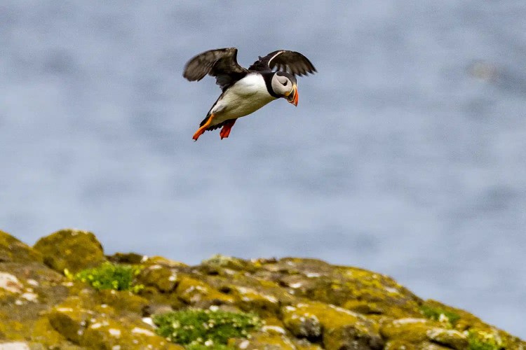Puffin in flight over the Isle of May.