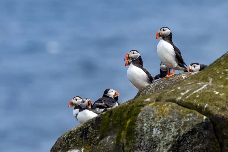 Atlantic puffins on the Isle of May, Scotland, with colorful beaks against a blue sea.