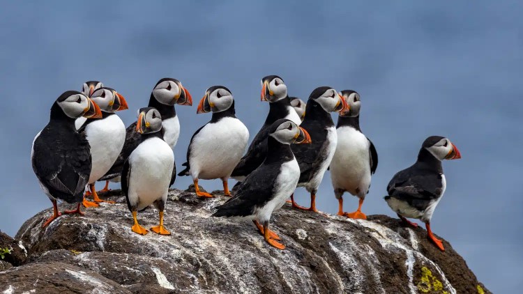 Atlantic puffins on the Isle of May, Scotland, with their distinctive colorful beaks.
