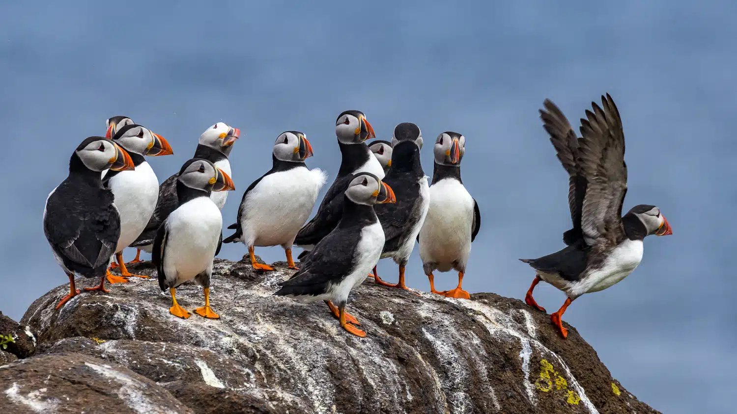 Atlantic puffins on the Isle of May, one taking flight.