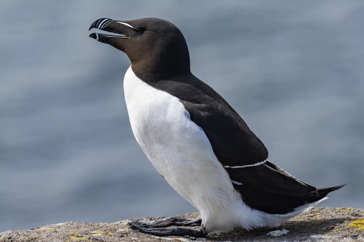 Razorbill on Isle of May, a black and white seabird with a distinctive bill.