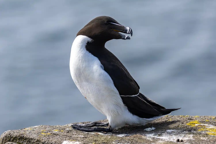 Razorbill on Isle of May, with black and white plumage and distinctive bill.
