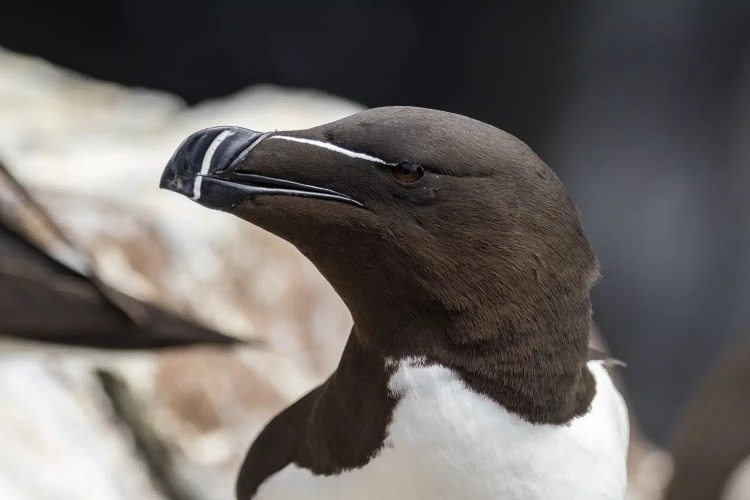Razorbill bird with distinctive beak on the Isle of May.