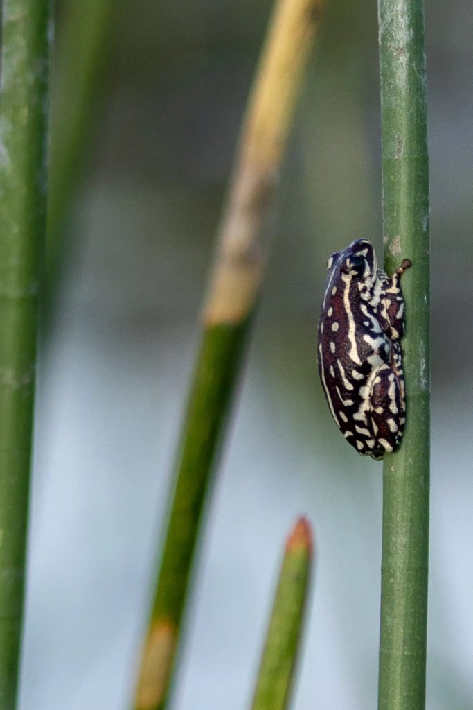 Okavango Delta: Mottled reed frog clinging to a green reed stem.