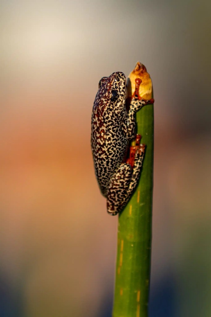 Okavango Delta frog clings to a reed, showcasing its speckled pattern and red toes in Botswana.