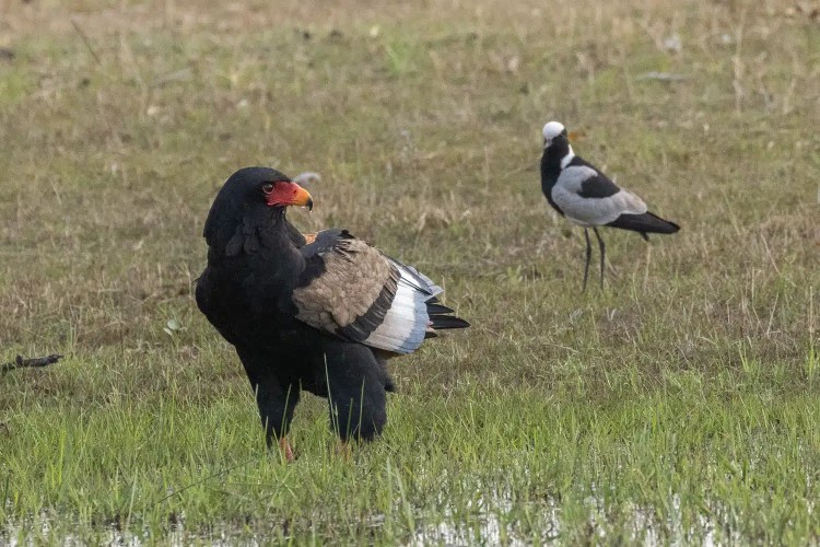 Bateleur eagle in Okavango Delta, Botswana, with a blacksmith lapwing in the background.