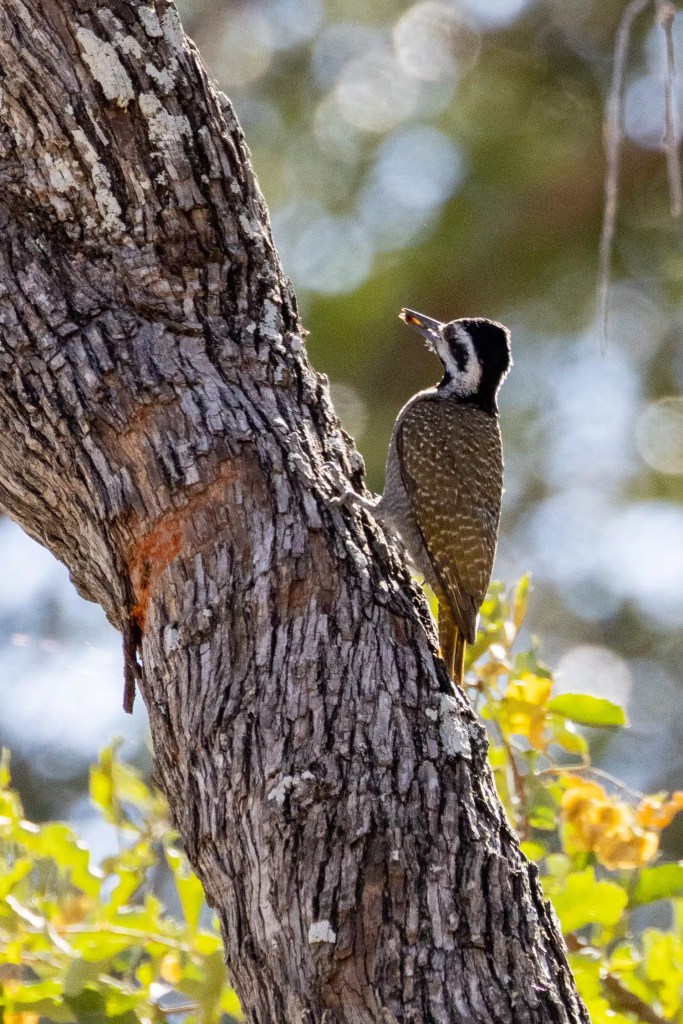 Woodpecker on a tree in the Okavango Delta, Botswana.