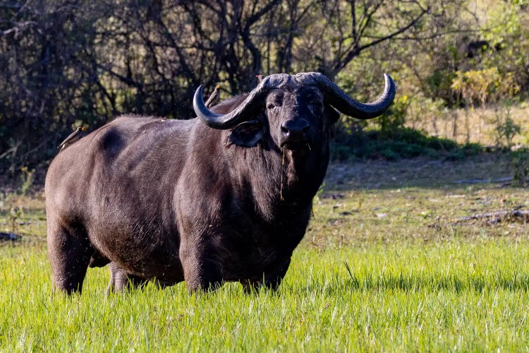 Cape buffalo in the Okavango Delta, Botswana, with oxpeckers on its back.
