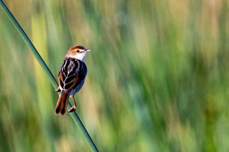Red-backed cisticola bird perched on a reed in the Okavango Delta, Botswana