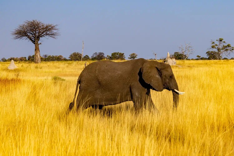 Elephant walking through golden grass in the Okavango Delta, Botswana.