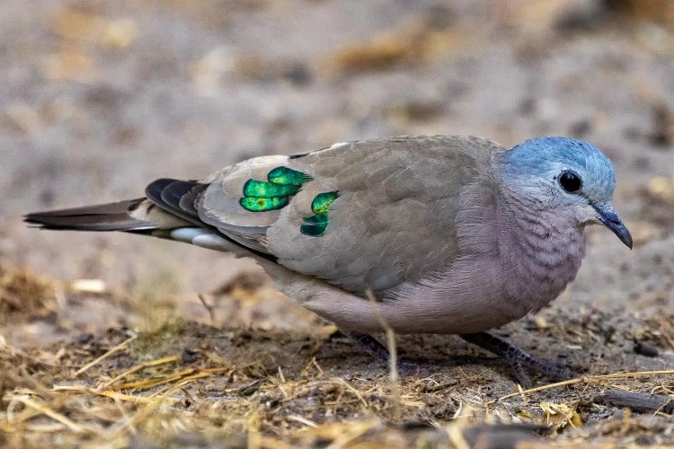 Emerald-spotted wood dove in Okavango Delta, Botswana. Bird with iridescent green spots on its wings.