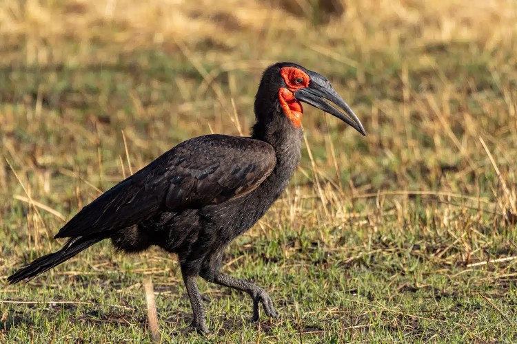 Southern Ground Hornbill in Okavango Delta, Botswana. Striking bird with red face and long beak.