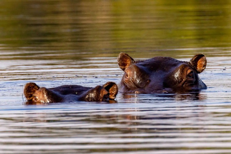 Hippos in the Okavango Delta, Botswana, with heads and ears above the water.