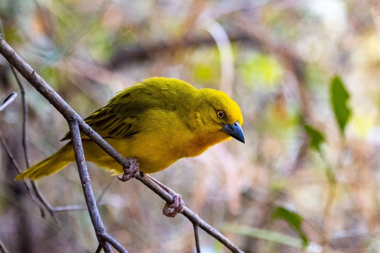 Yellow weaver bird perched on a branch in the Okavango Delta, Botswana.