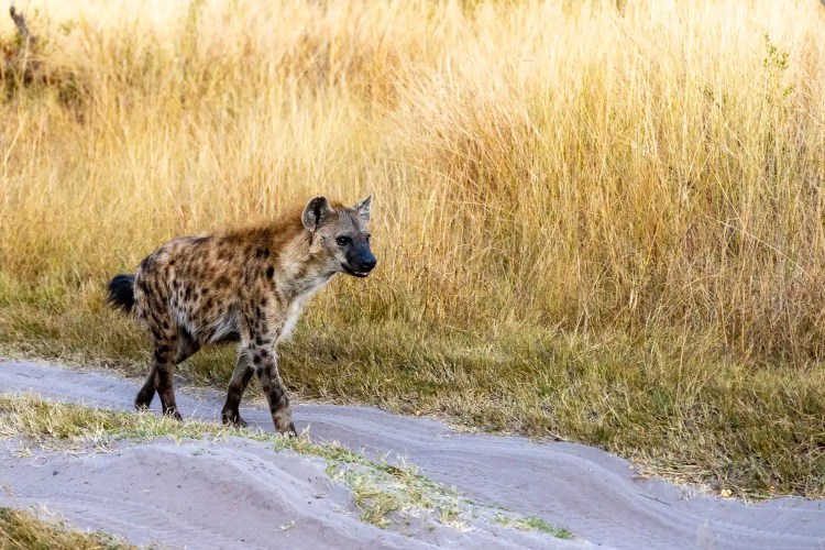 Spotted hyena crossing a sandy path in the Okavango Delta, Botswana.