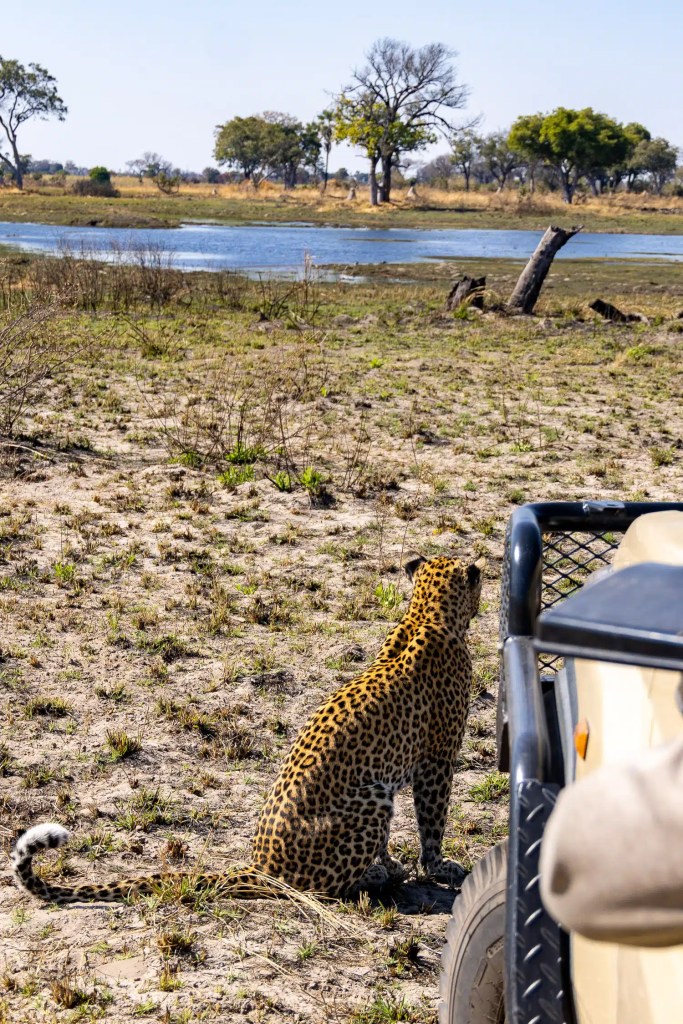 Leopard sits near a safari vehicle in Botswana's Okavango Delta, looking toward the water.