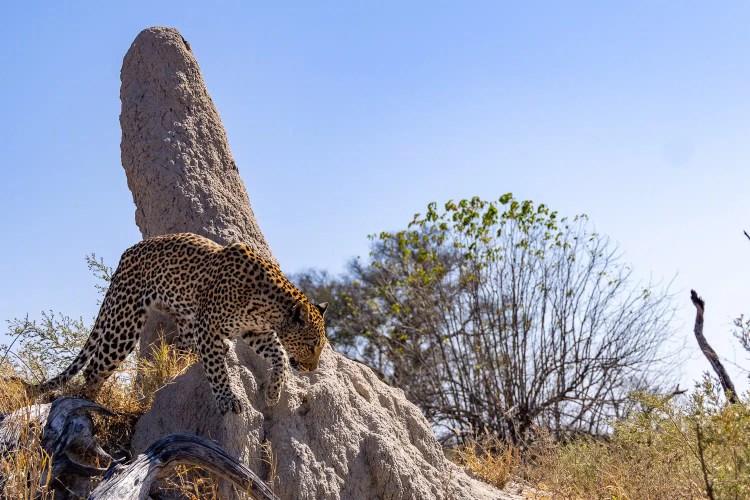 Leopard climbing a termite mound in Botswana's Okavango Delta.