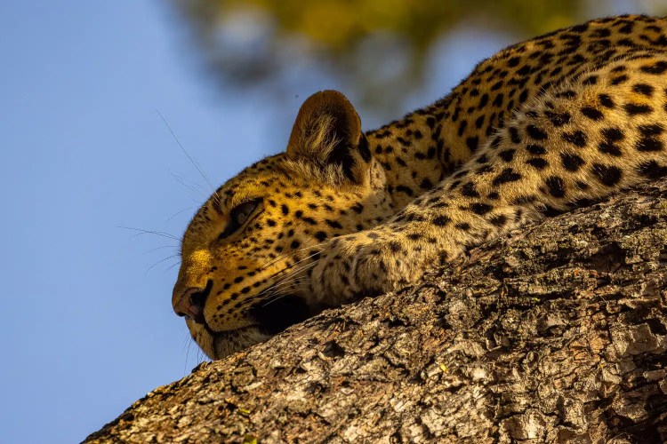 Leopard resting on a tree branch in the Okavango Delta, Botswana.