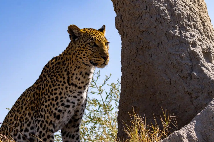 Leopard in the Okavango Delta, Botswana, standing near a termite mound, looking alert.