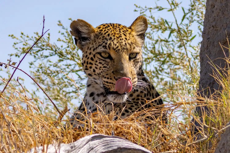 Leopard licking its nose in the Okavango Delta, Botswana.