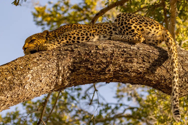 Leopard resting on a tree branch in the Okavango Delta, Botswana.