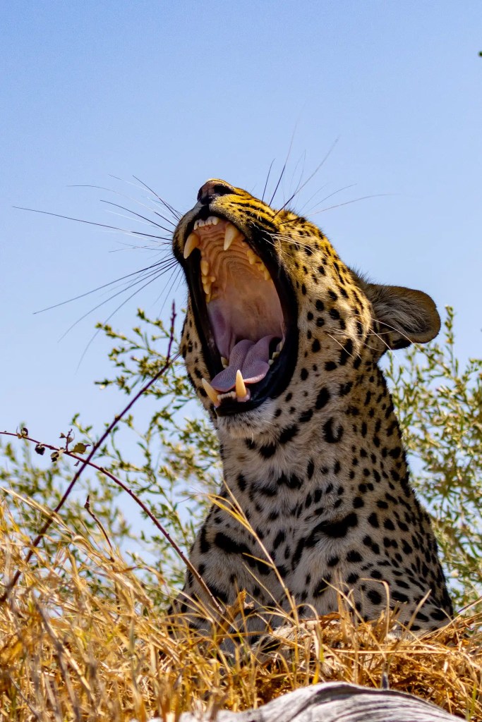 Leopard yawning in the Okavango Delta, Botswana, showing its teeth and powerful jaws.