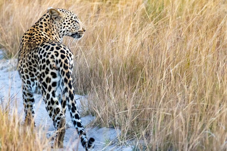 Leopard walking away in tall grass in the Okavango Delta, Botswana.