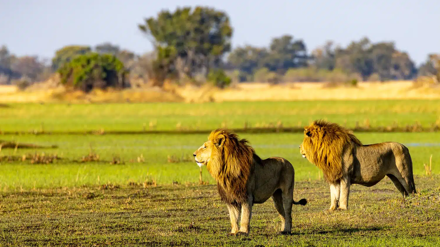 Two male lions with golden manes stand in the Okavango Delta, Botswana.