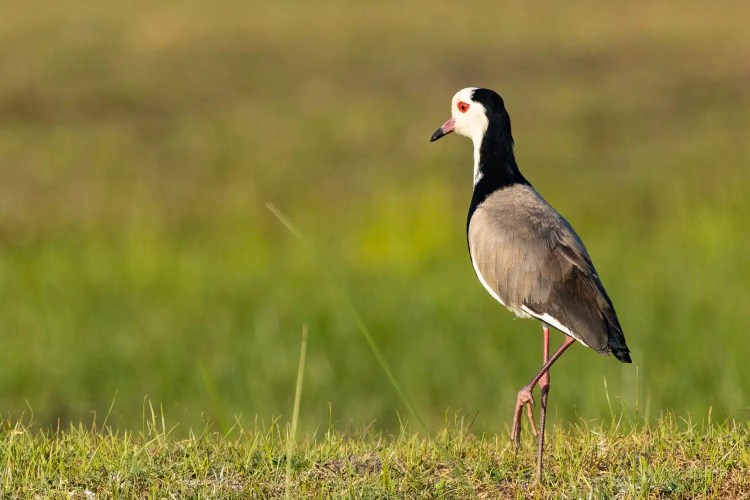 Wattled Lapwing bird in the Okavango Delta, Botswana, standing in green grass.