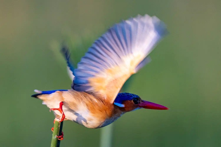 Malachite Kingfisher taking flight in the Okavango Delta, Botswana
