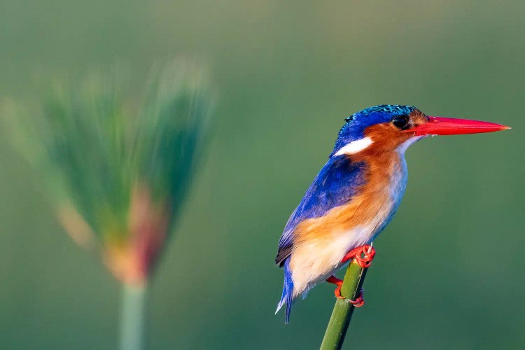 Malachite Kingfisher in Okavango Delta, Botswana. Bright blue, orange, and red bird perched on a reed.
