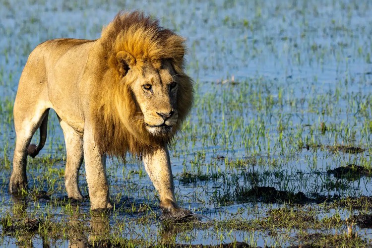 Lion wading through the Okavango Delta, Botswana. Majestic male with a full mane in a watery landscape.