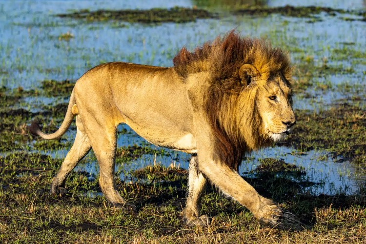 Male lion walking through the Okavango Delta, Botswana.