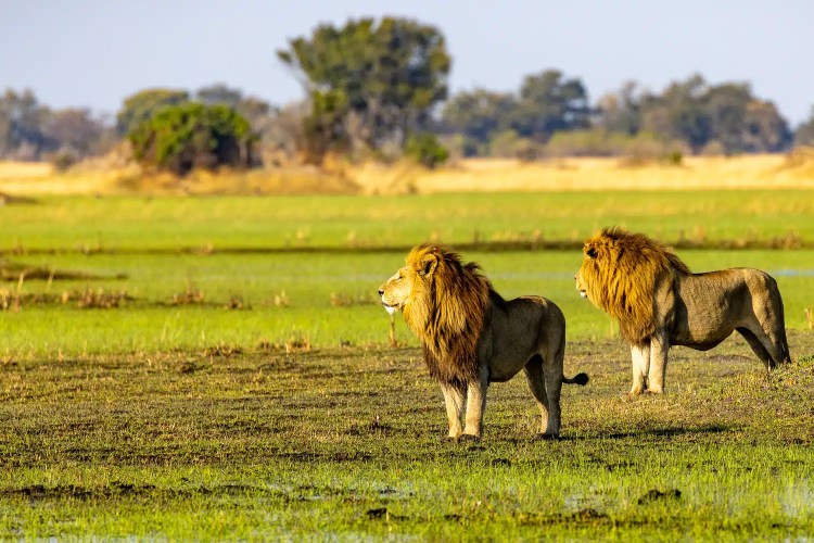 Two male lions with golden manes stand in the Okavango Delta, Botswana grassland.