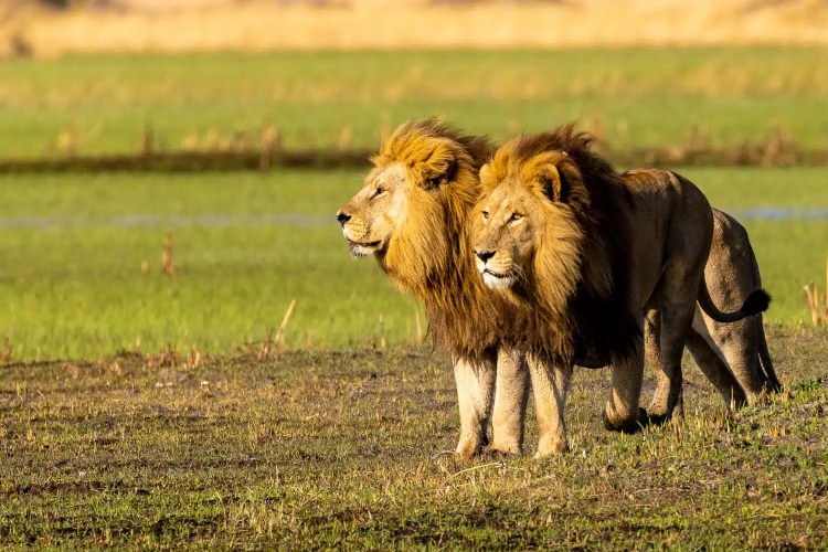 Two male lions in the Okavango Delta, Botswana, stand side-by-side in a grassy field.