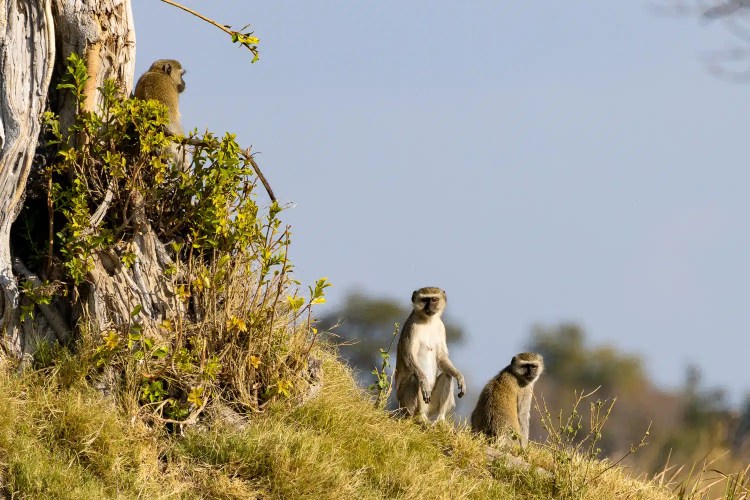 Vervet monkeys in the Okavango Delta, Botswana. One sits atop a tree, while two are on the ground.