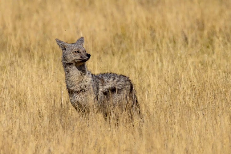 Golden jackal standing in tall, dry grass in the Okavango Delta, Botswana.