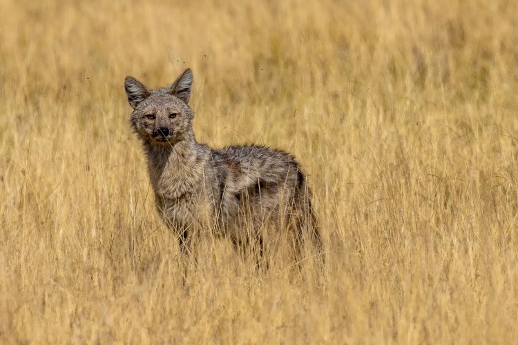 Golden jackal standing in tall, dry grass in the Okavango Delta, Botswana.