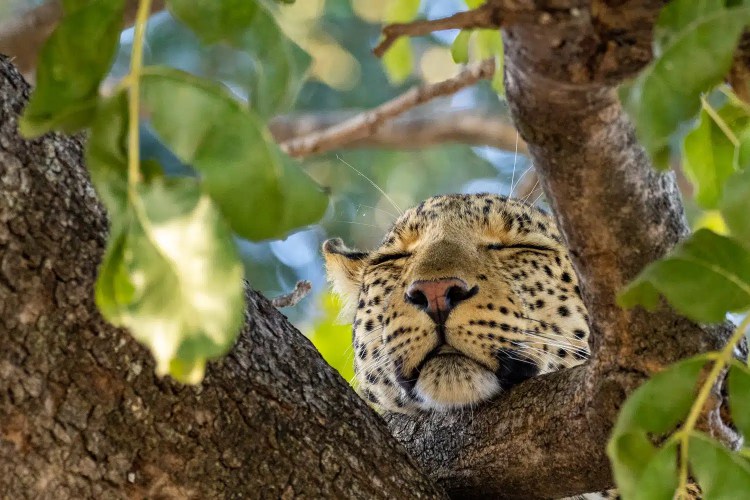 Leopard sleeping in a tree in the Okavango Delta, Botswana.