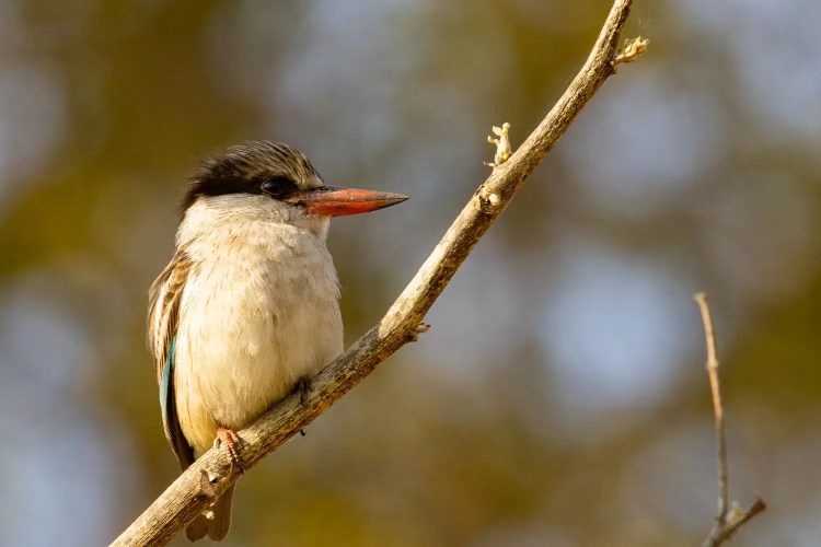 Brown-hooded kingfisher perched on a branch in the Okavango Delta, Botswana.