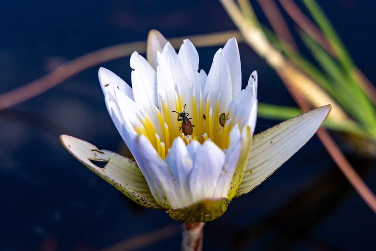 Water lily in Okavango Delta, Botswana, with a small red and black bug inside its white and yellow petals.