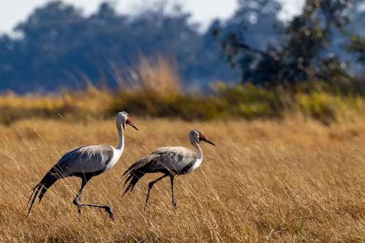 Two wattled cranes walking in the Okavango Delta, Botswana, tall grass landscape.