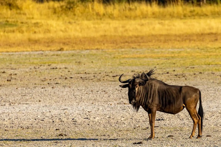Wildebeest in the Okavango Delta, Botswana, standing in a dry, grassy landscape.