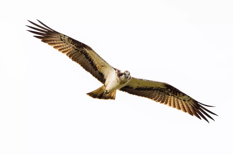 Osprey in flight with wings spread wide, seen at Trossachs Osprey Hide.