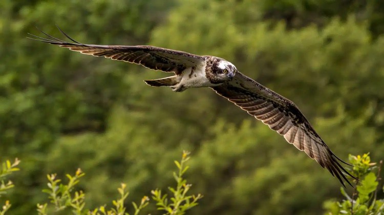Osprey in flight at Trossachs Osprey Hide, wings spread wide against a green forest backdrop.