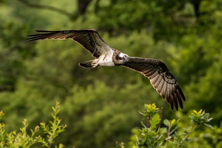 Osprey in flight, Trossachs Osprey Hide. Bird with brown and white plumage against a green background.