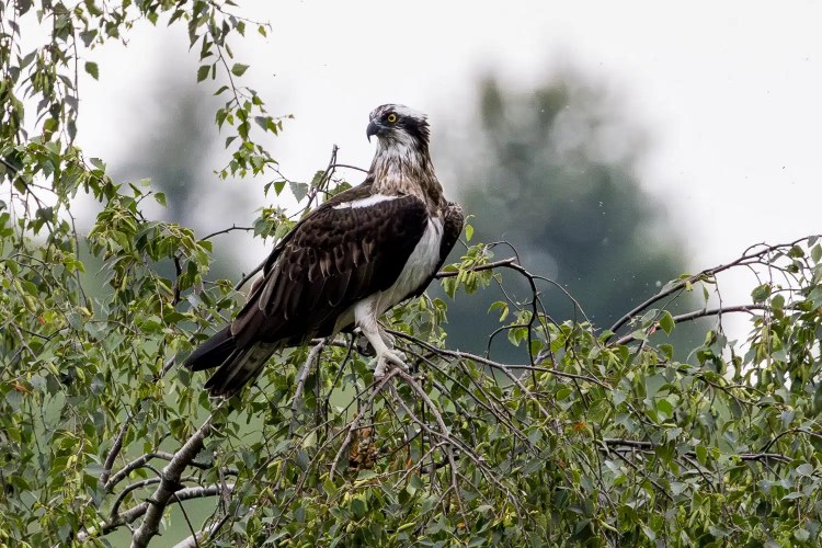 Osprey perched in a tree at Trossachs Osprey Hide, looking alert.