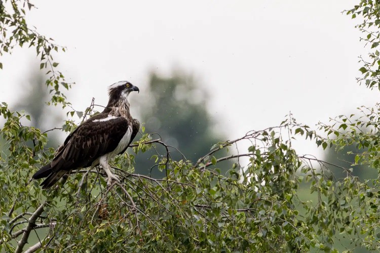 Osprey perched on a branch at the Trossachs Osprey Hide, looking alert.