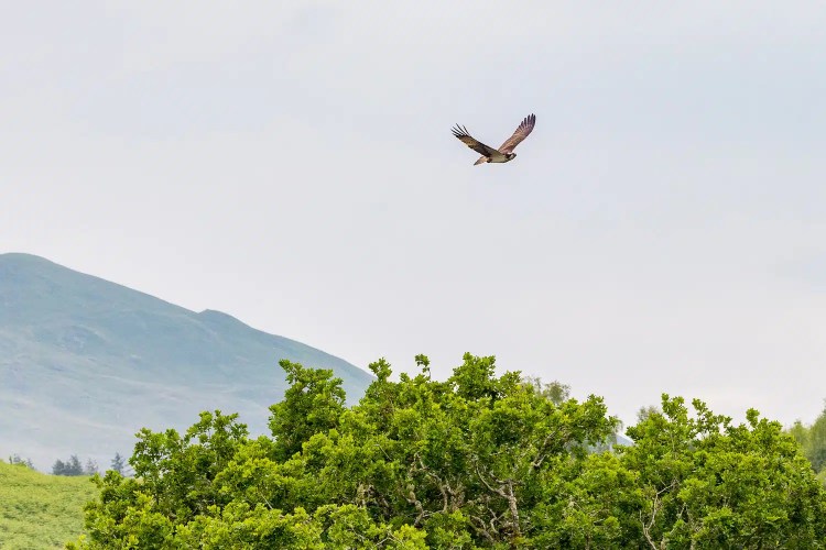 Osprey in flight over green treetops with a mountain backdrop.