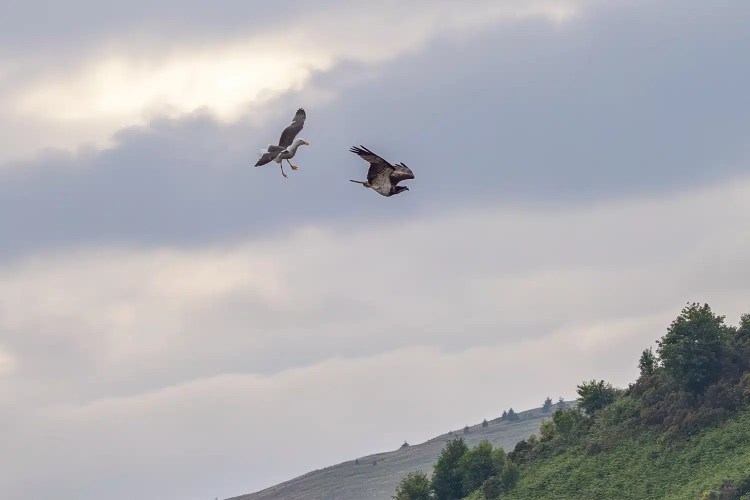Seagull chasing an osprey in flight over the Trossachs.